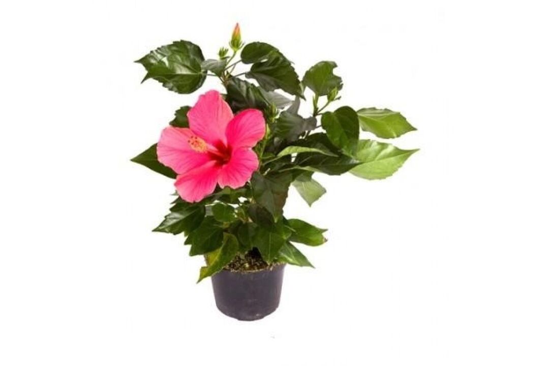 Hibiscus Blummen an Cystonette