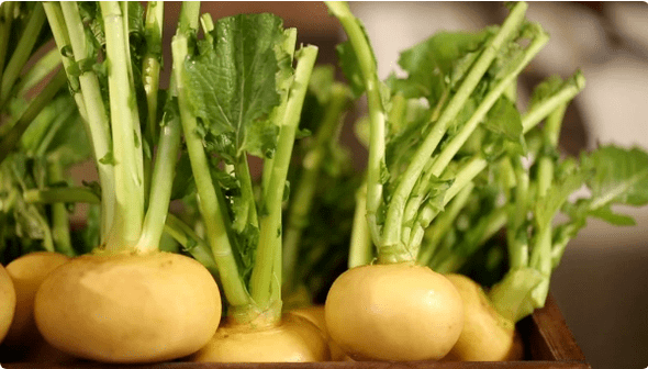 Turnip fir Cystitis