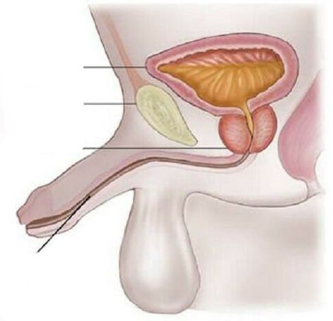 Cystitis zu Männer
